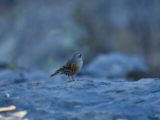 Alpine accentor, Prunella collaris, near the 
