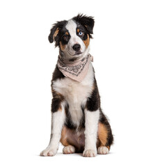 Odd-eyed australian Shepherd wearing a scarf dog