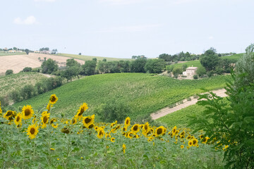 landscape with flowers