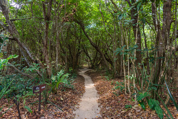 Caminho pela mata atlantica
