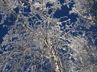 Winter snow birch tree tops. Snow covered winter birch tree tops on blue sky background