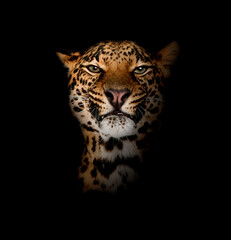 Fototapeta na wymiar Leopard, Panthera pardus, lying in front of black background