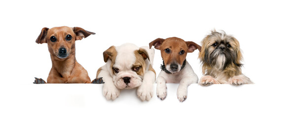 Group of dogs, pets, leaning on a white empty board