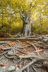 The roots of a beech tree in the foreground. natural autumn background.