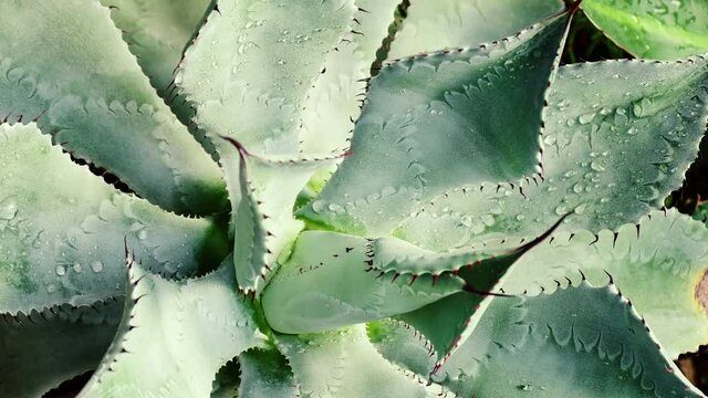 close up of thorn agave cactus