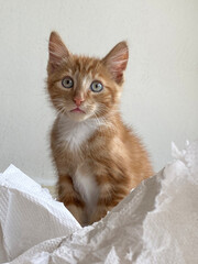 Ginger Kitten, mixed-breed cat, playing with soft white paper