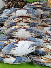 BLUE SWIMMING CRAB is strapped with rubber. Put up for sale at the fresh market