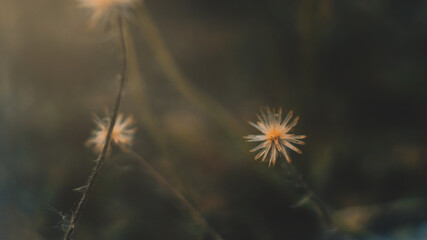 Flower growth in spring

