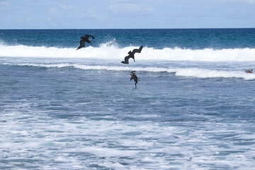Pelican Flying Diving stock photo (Serial 4/6)
