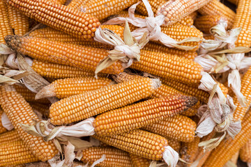 a pile of dry raw corn, autumn maize harvest from farmers