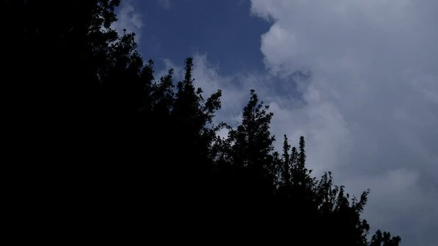 Silhouette of Forest Trees with big Cloudy Blue Sky