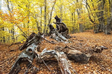 A man in a hoodie stands in a mystical forest.