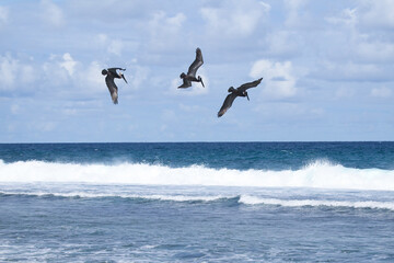 Pelican Flying Diving stock photo (serial 1/6)