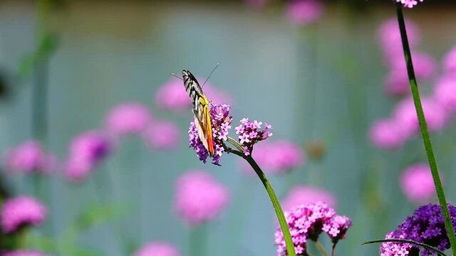 HD 1080p super slow Thai butterfly in pasture VERBENA BONARIENSIS flowers Insect outdoor nature