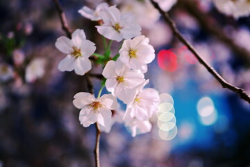 Fototapeta na wymiar 遠くの信号機が霞む桜の美しさ