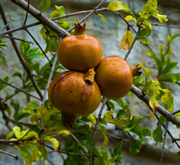 Close up of pomegranates growing (Punica granatum)
