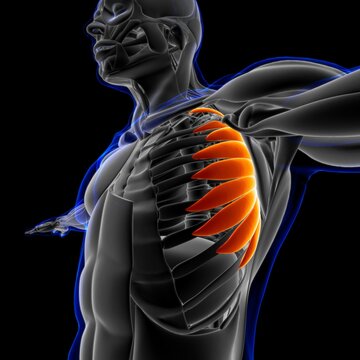 Serratus Anterior Muscle Anatomy For Medical Concept 3D Illustration