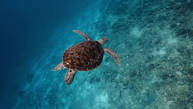 Snorkeling on wildlife. Sea turtle slowly swiming in blue water through sunlight. Underwater serene swiming beautiful green turtle in sea alone with nature. Marine life tropical turtle in wild nature.