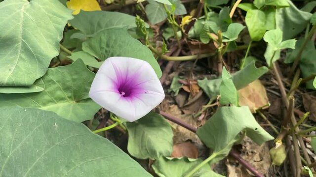 white Ipomoea aquatica flower in nature garden