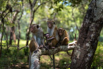 happy monkeys family stay on a tree in the forest