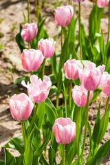 White-pink tulips in the garden