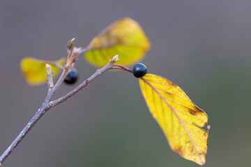 Branch with berries alder buckthorn (Frangula alnus) in late autumn, selective focus.Frangula alnus (alder buckthorn, glossy buckthorn, or breaking buckthorn) is shrub in the family Rhamnaceae.