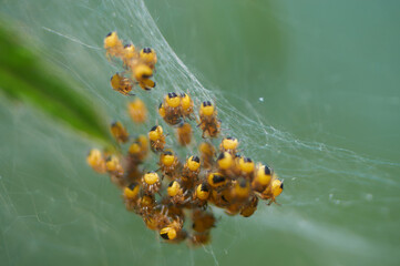 Ciekawostka przyrodnicza, obserwujcie, jak młode pająki opuszczają matczyną sieć. - obrazy, fototapety, plakaty