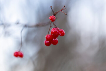 Viburnum opulus (guelder-rose or guelder rose) is a species of flowering plant in the family Adoxaceae. Red ripe berries of Viburnum opulus, selective focus