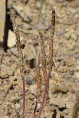 Toothed Plantain (Plantago serraria) 