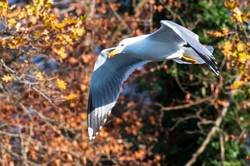 Möve in flight in the dählhölzli zoo bern