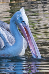 pelican fishing in the dählhölzli zoo in bern