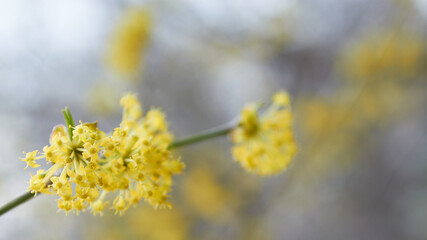 Tło, podkład. Delikatne żółte kwiatki na drzewie jawor, rozmyte tło, jasna tonacja, niski kontrast. - obrazy, fototapety, plakaty