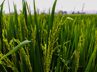 Fototapeta premium rice crops field in Kerala India , young rice crops are getting ready for harvest