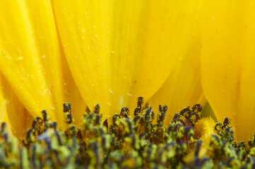 Fototapeta Tło, zagadka, słonecznik fotografowany z bliska. Close-up. obraz