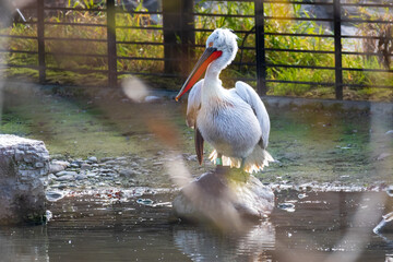 pelican in the bern dählhölzli zoo