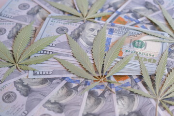 cannabis leaf. classic cannabis leaf and US dollars