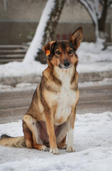 Street dog sitting by the road in the snow. Behind the houses.