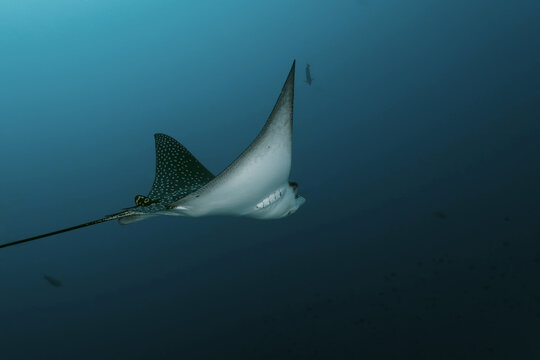 Eagle ray (Myliobatidae) surfs  in the blue of Indian Ocean. Amazing Maldives underwater world