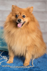 Selective focus shot of a cute Pomeranian for a photoshoot
