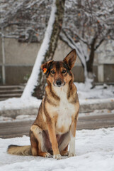 A street dog sits in the snow near apartment buildings.