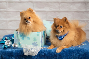 Selective focus shot of cute Pomeranians for a photoshoot