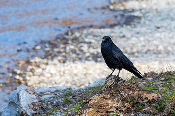 Raven on the river bank in winter