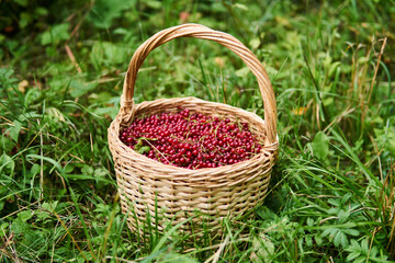 Fototapeta na wymiar wicker basket with red currant berries stand in the grass