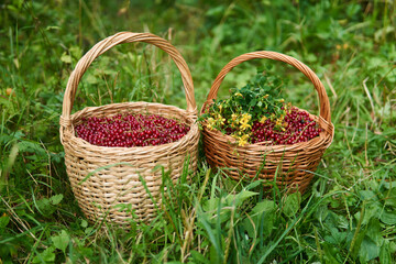 Fototapeta na wymiar two wicker baskets with red currant berries and hypericum flowers stand in the grass