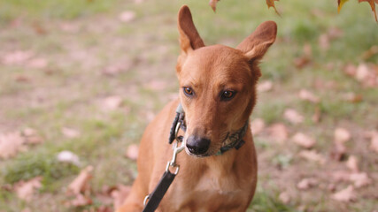 Close up, Head of confused mixed breed dog with collar. High quality photo