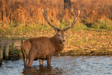 Catching the morning sun