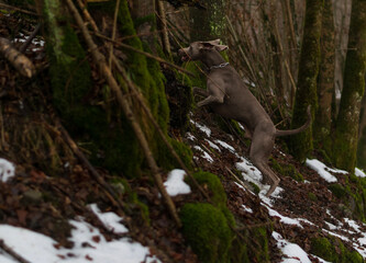 Obraz premium squirrel on tree