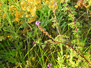 Procumbent Vervain (Verbena supina)