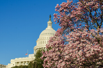 U.S. Capitol Building during springtime with blossoms of flowering trees.- Washington D.C. United Staes of America