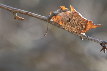 Ciekawostka przyrodnicza, jaja pająka na suchym winogronowym liściu  © Tomasz